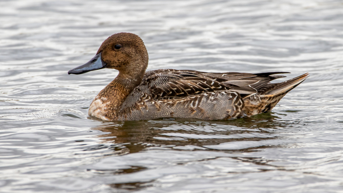 Шилохвость.