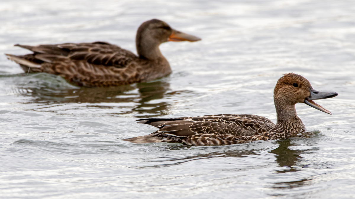 Шилохвость.