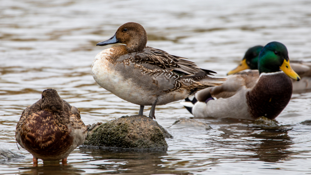 Шилохвость.