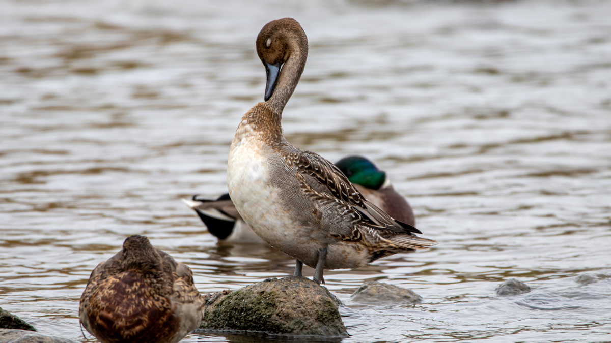 Шилохвость.