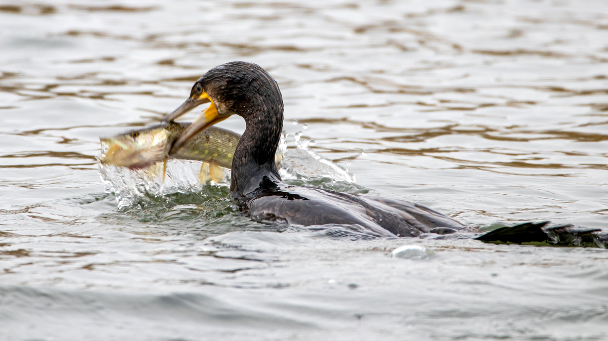 Большой баклан.