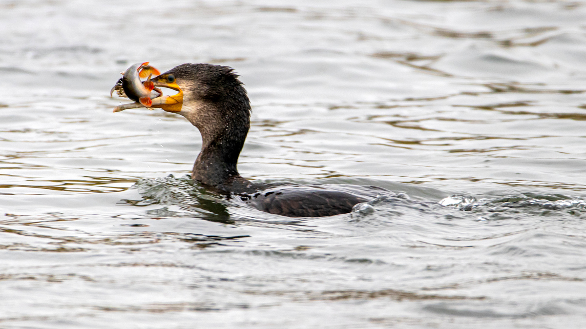 Большой баклан.