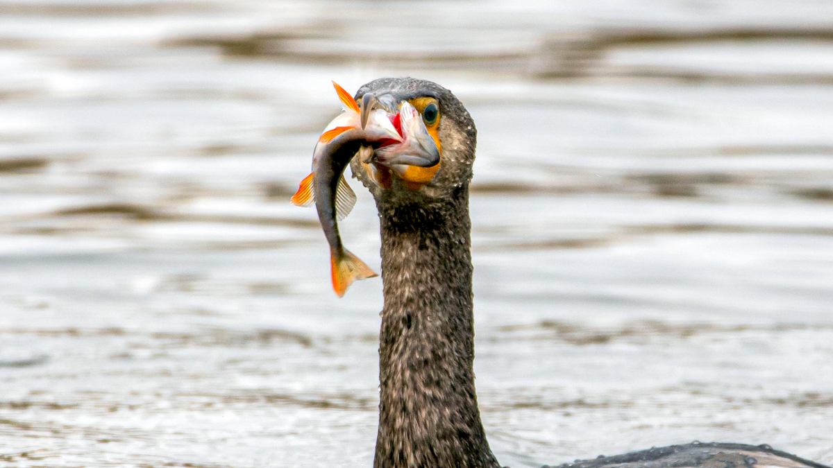 Большой баклан.
