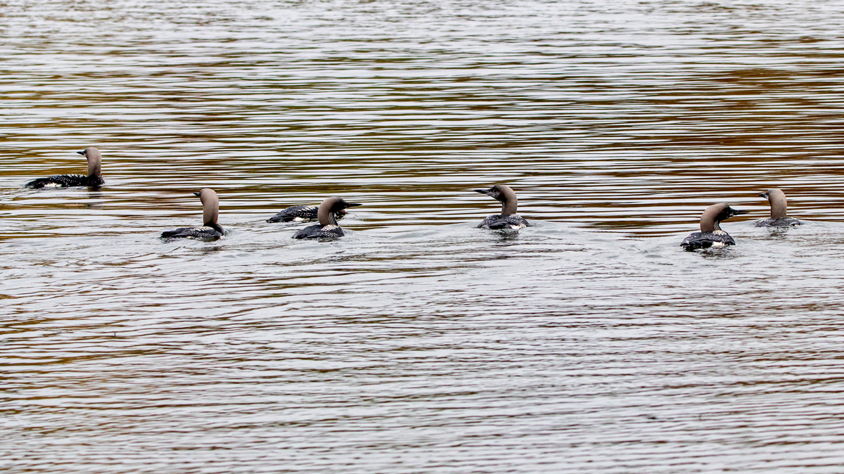 Чернозобые гагары.