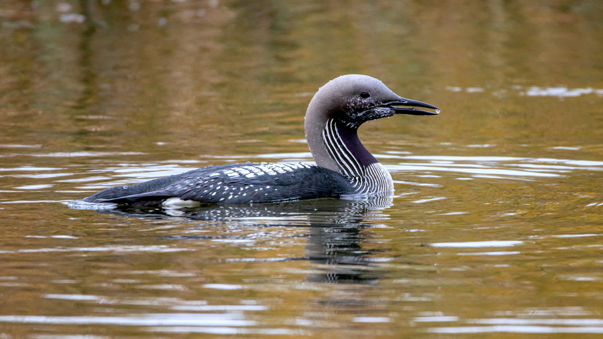 Чернозобая гагара.