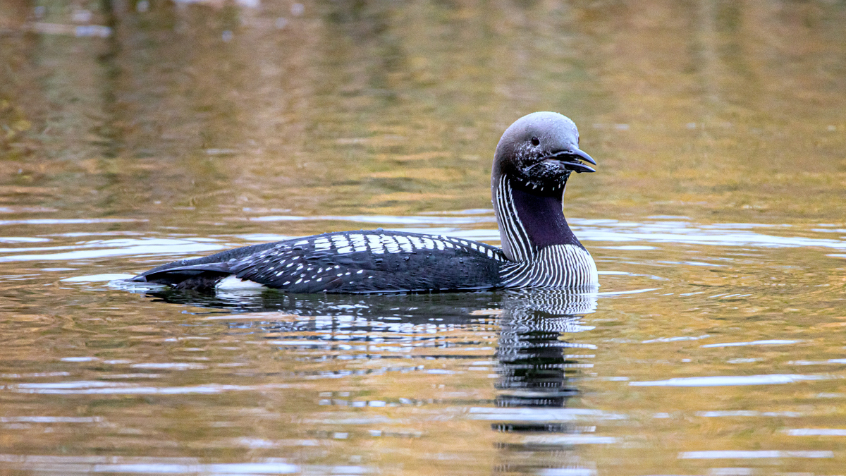 Чернозобая гагара.