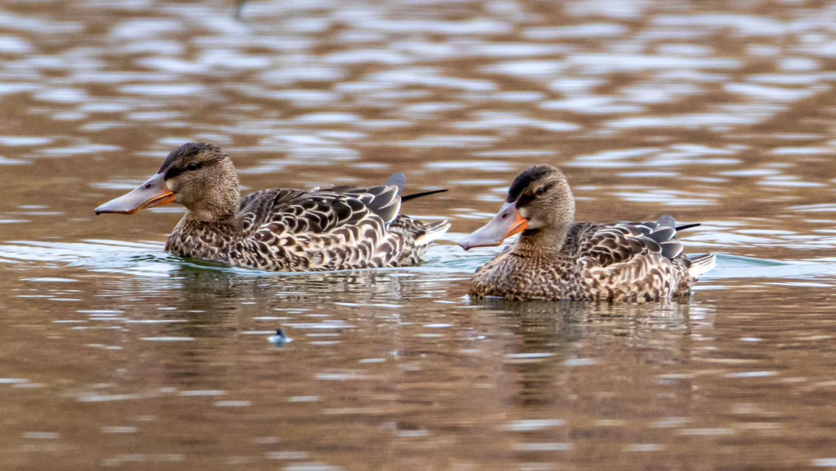 Широконоски.