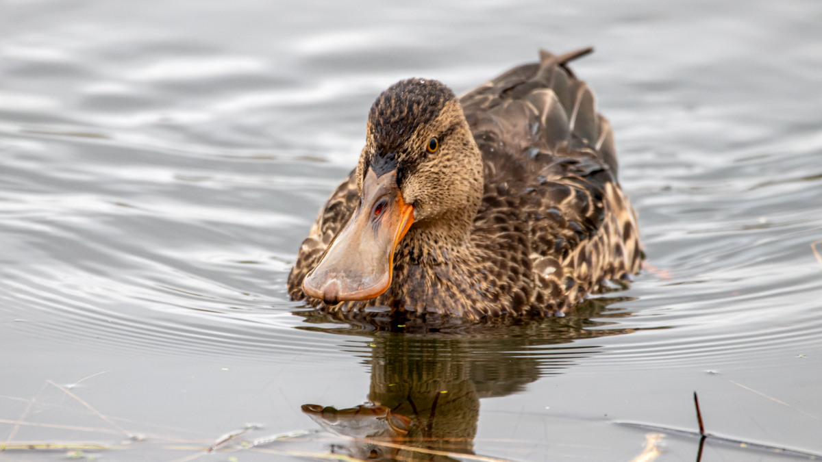Широконоска.