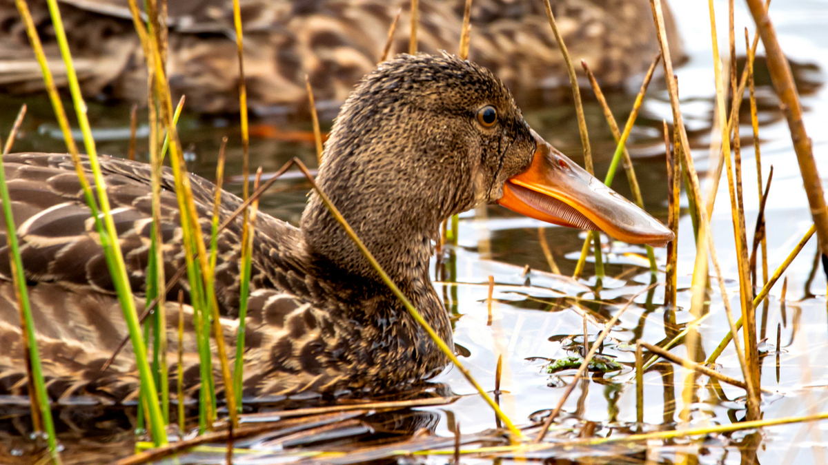 Широконоска.