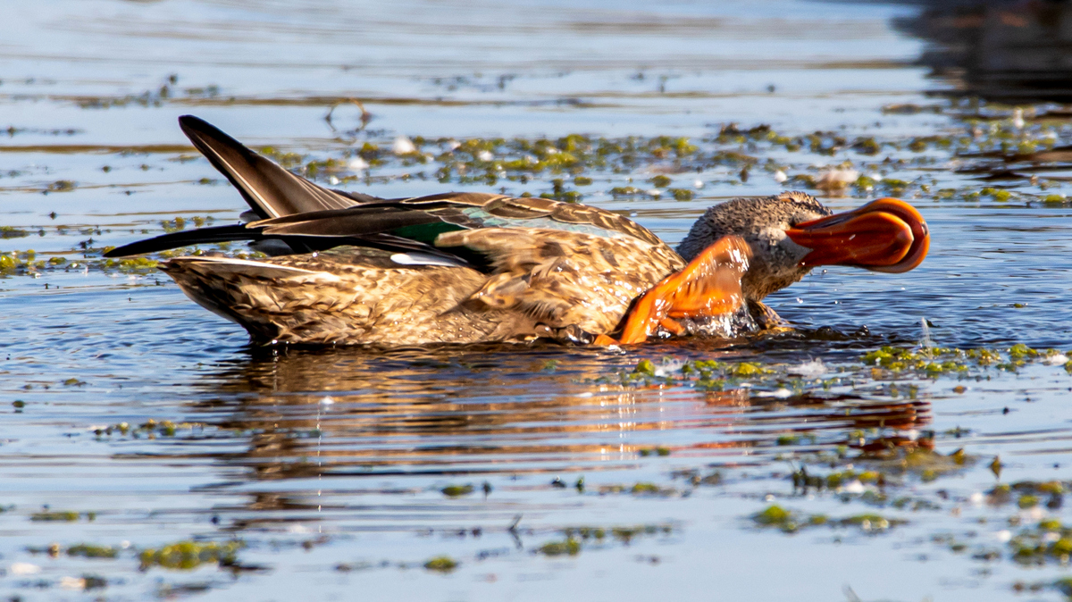 Широконоска.