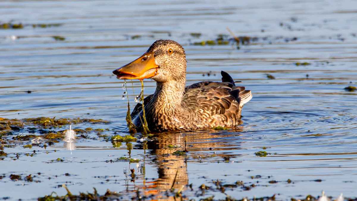 Широконоска.