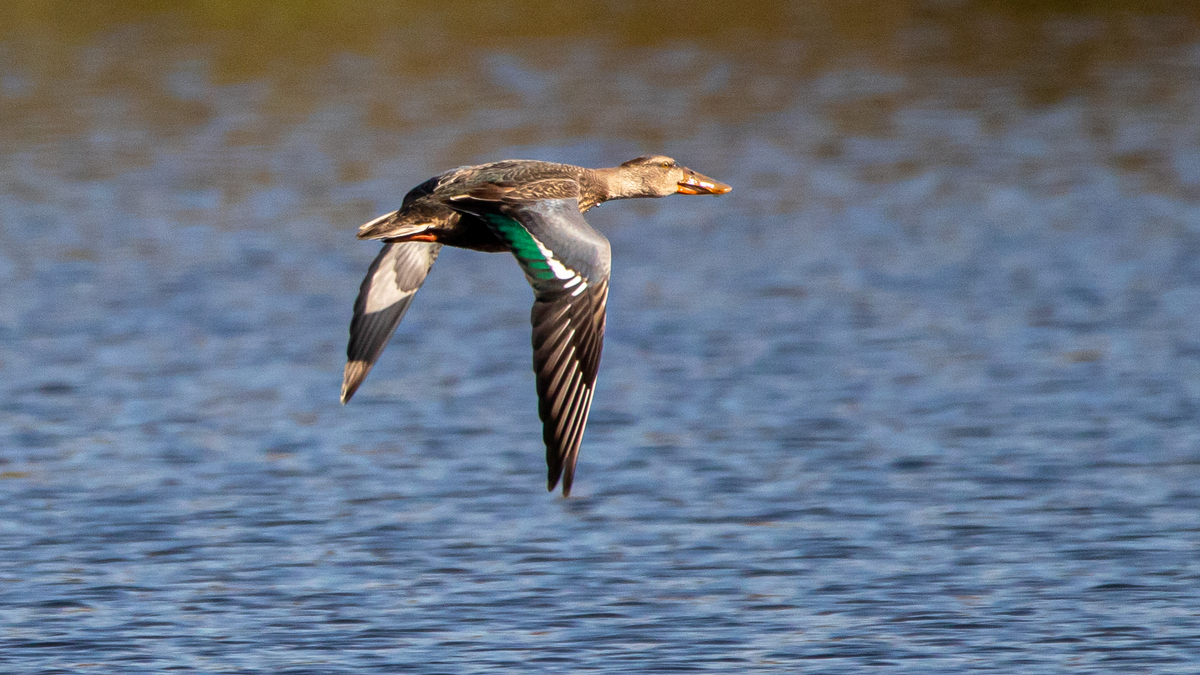Широеоноска.