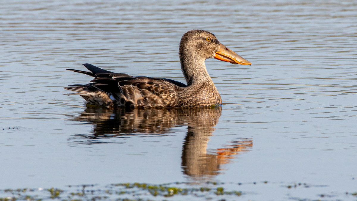 Широконоска.