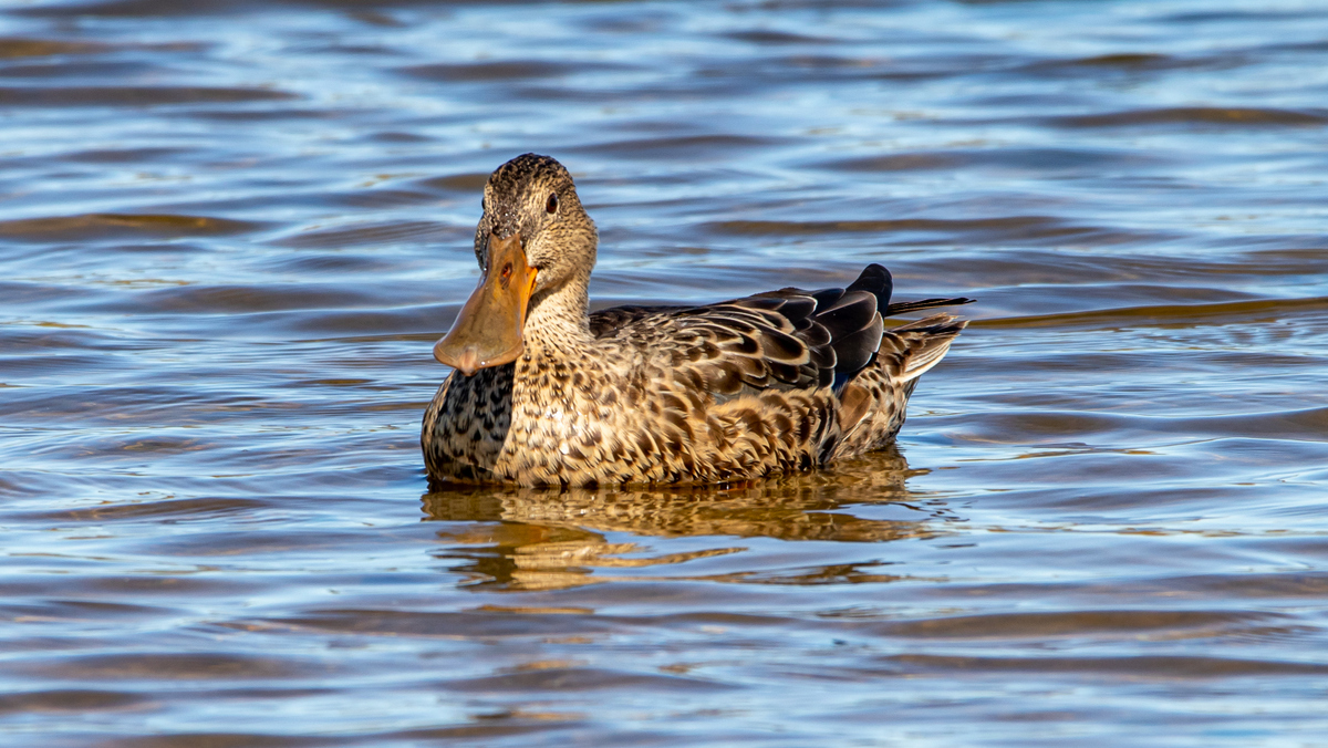 Широконоска.