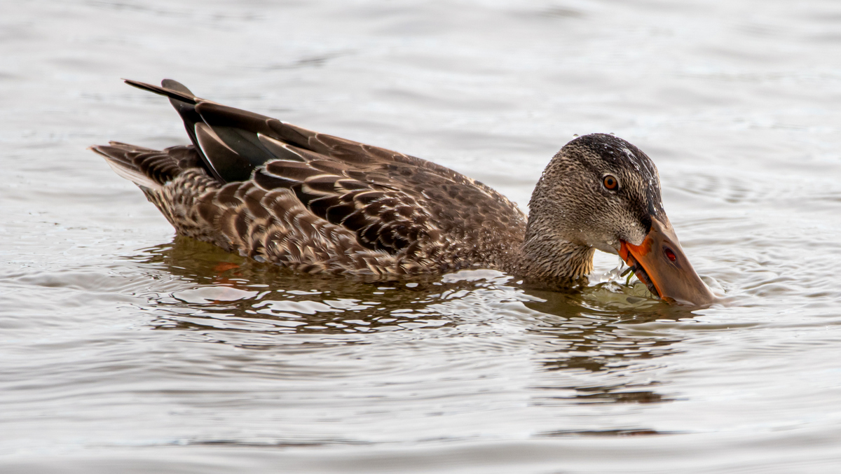 Широконоска.