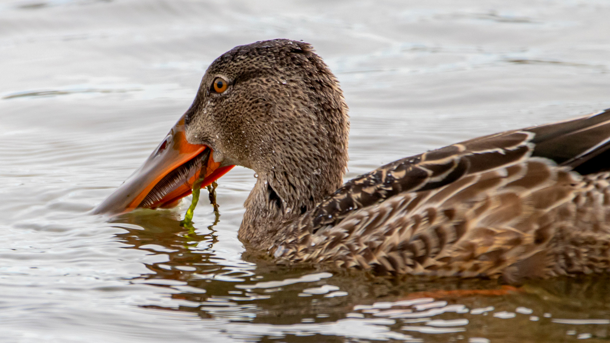 Широконоска.