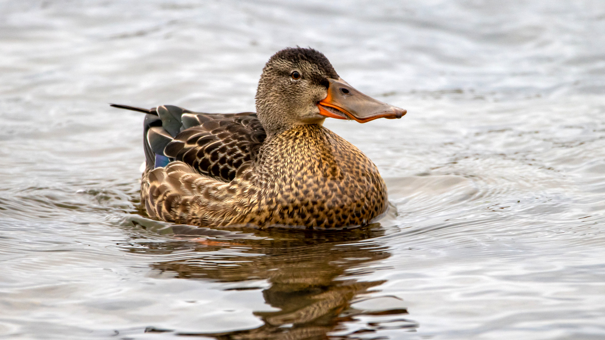 Широконоска.