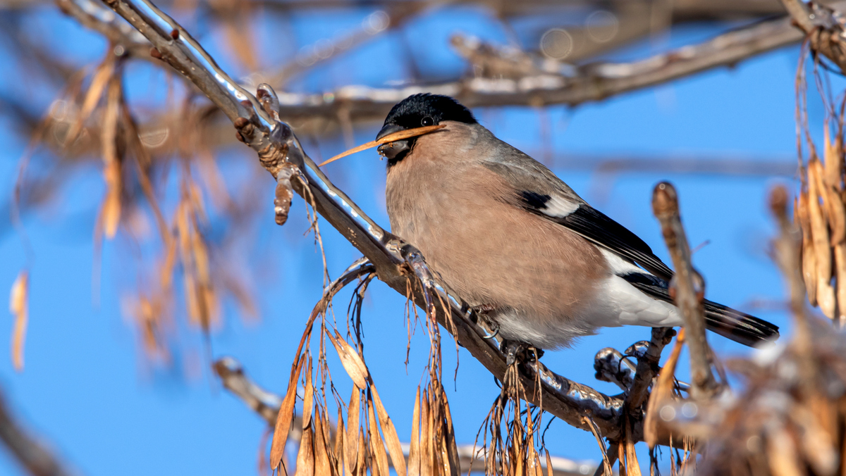 Самка снегиря обыкновенного.