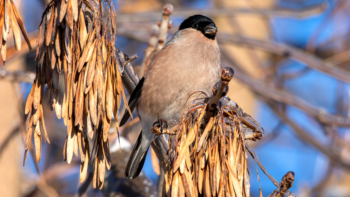 Снегирь обыкновенный.
