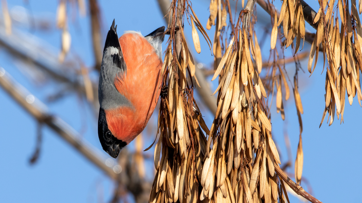 Снегирь обыкновенный.