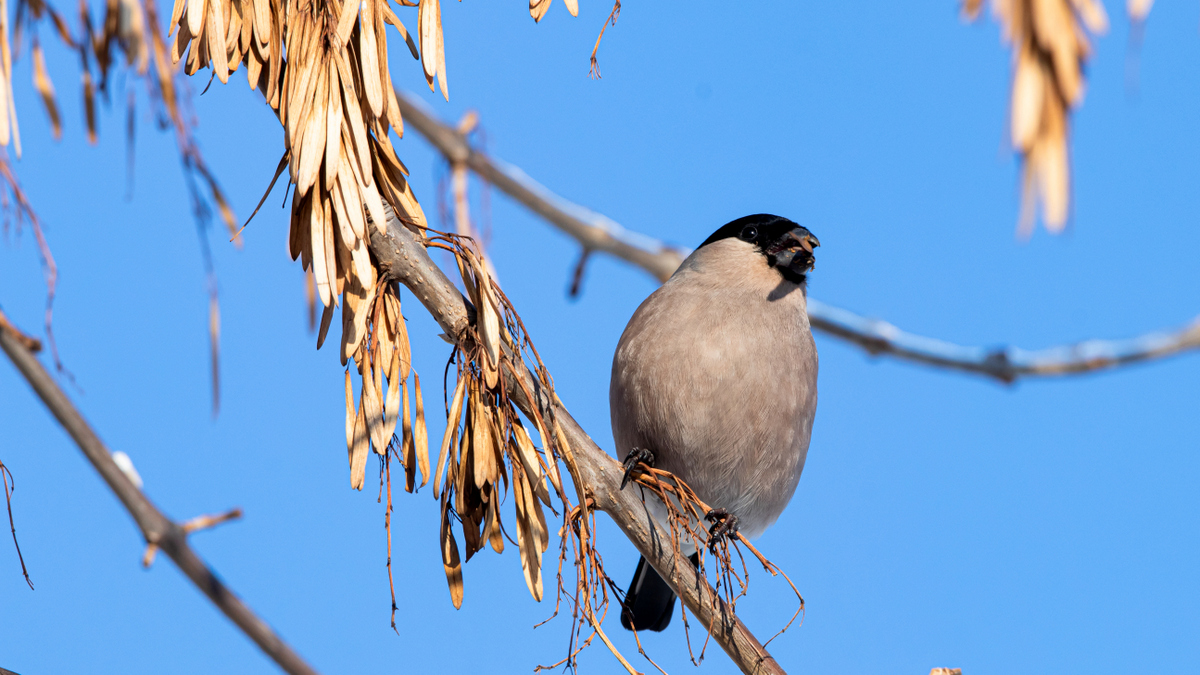 Снегирь обыкновенный.