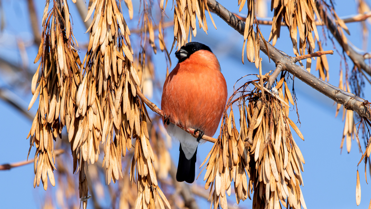 Снегирь обыкновенный.