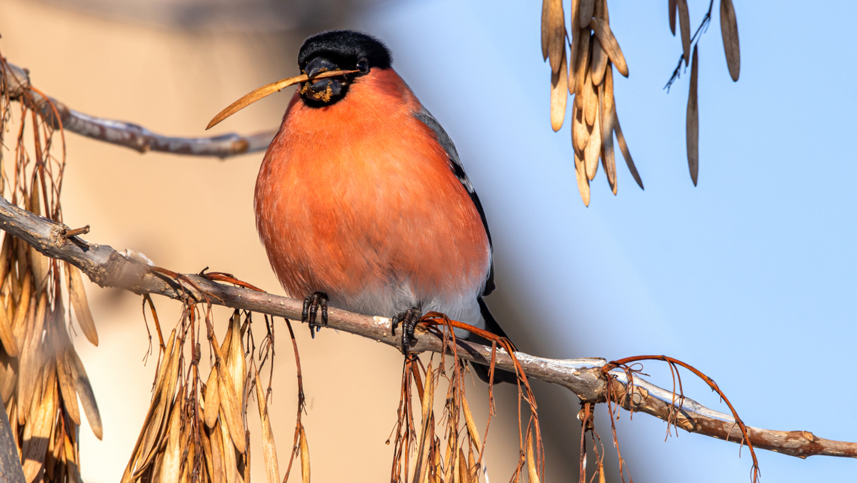 Снегирь обыкновенный.