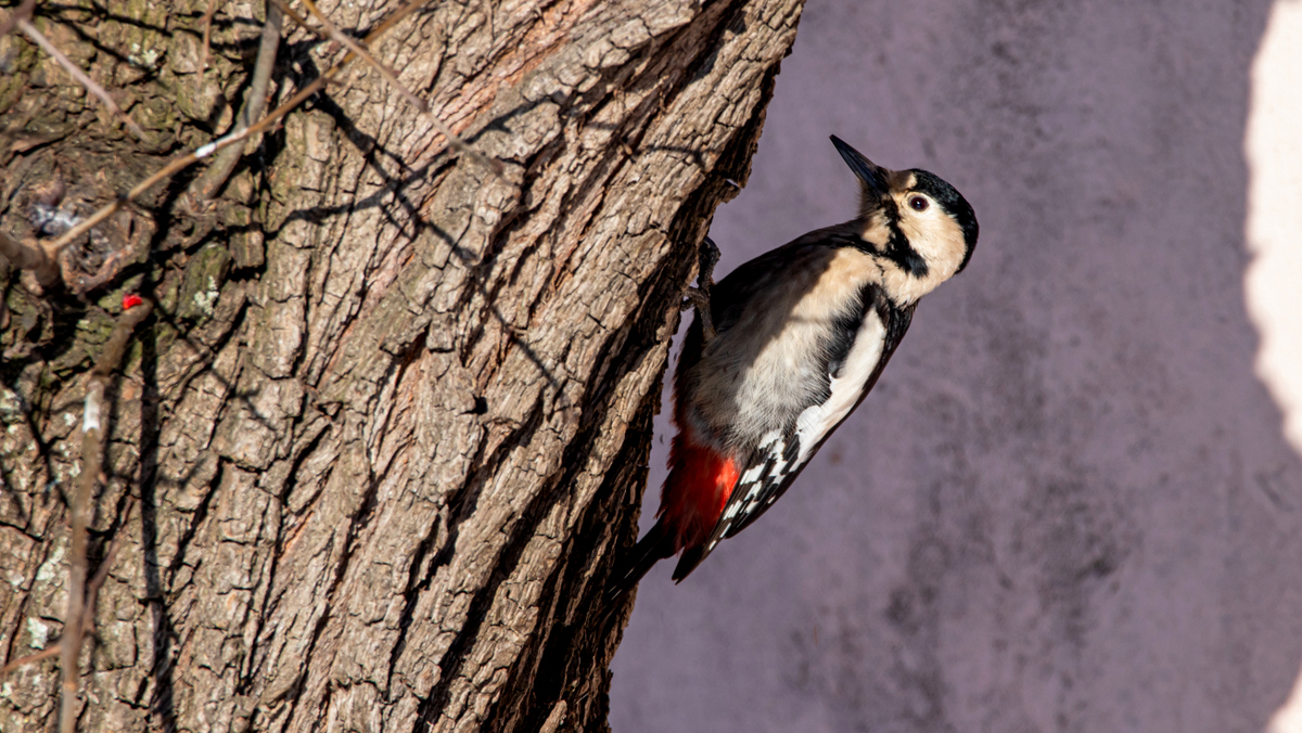 Сирийский дятел.