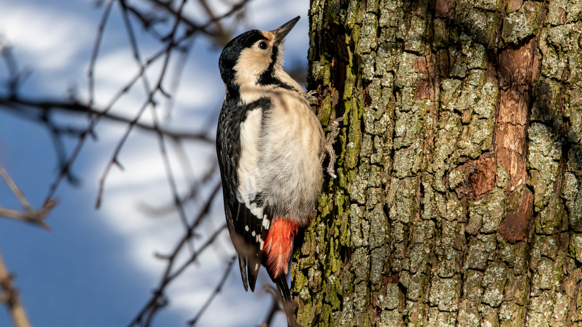 Сирийский дятел.