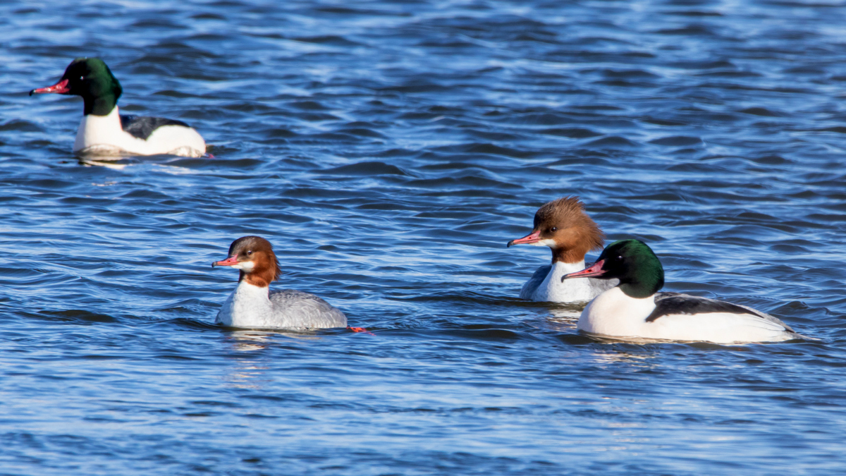 Большие крохали.