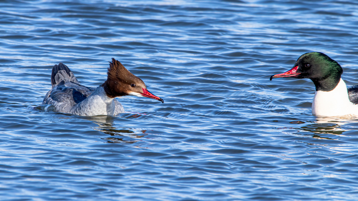 Большие крохали.