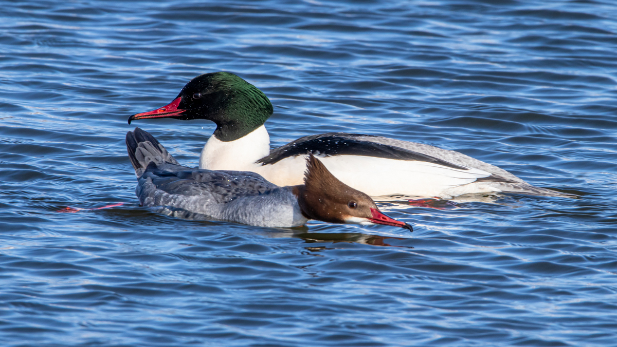 Большие крохали.