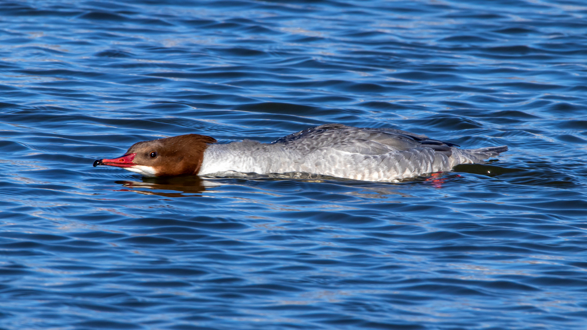 Самка большого крохаля.