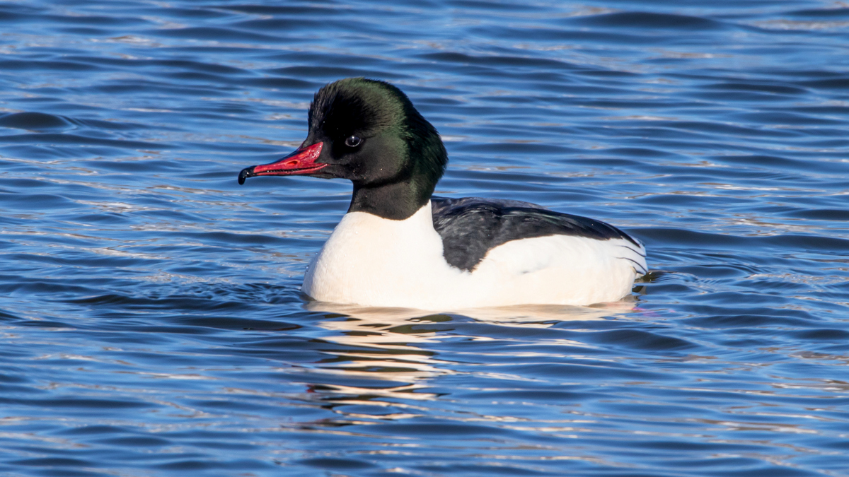 Самец большого крохаля.