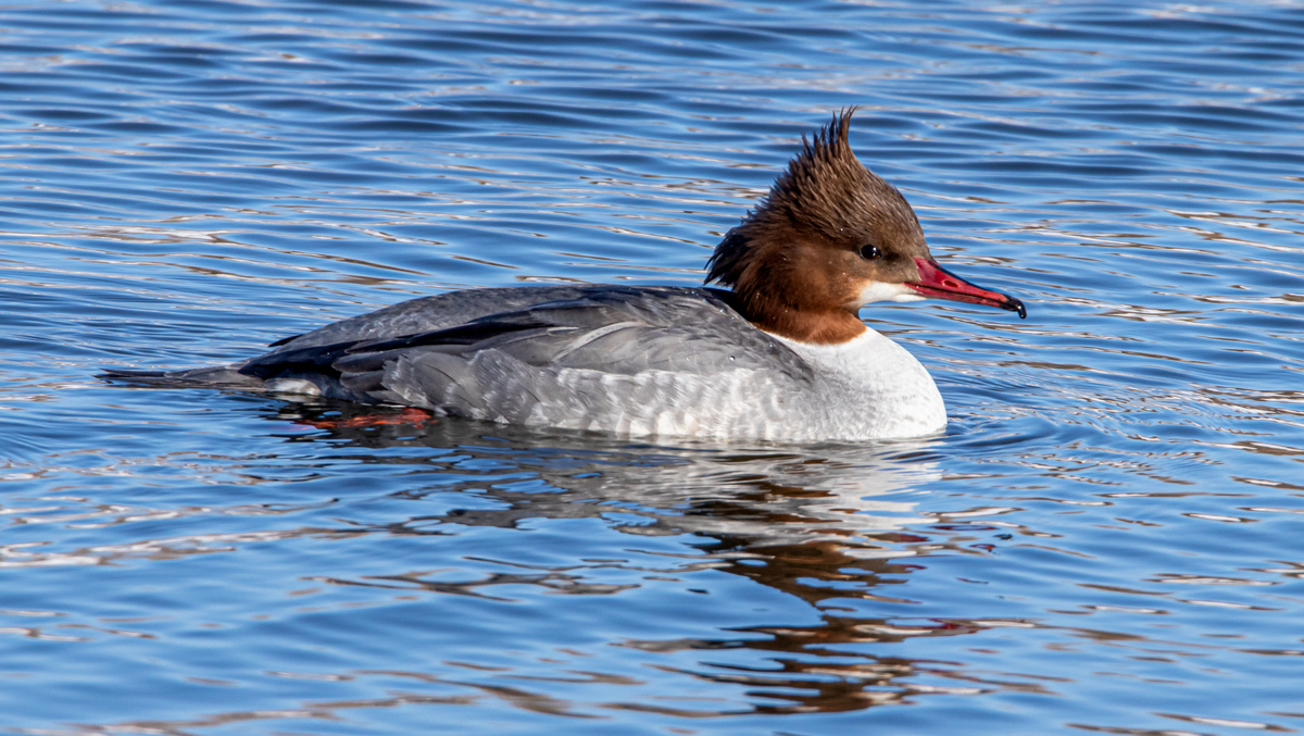 Самка большого крохаля.