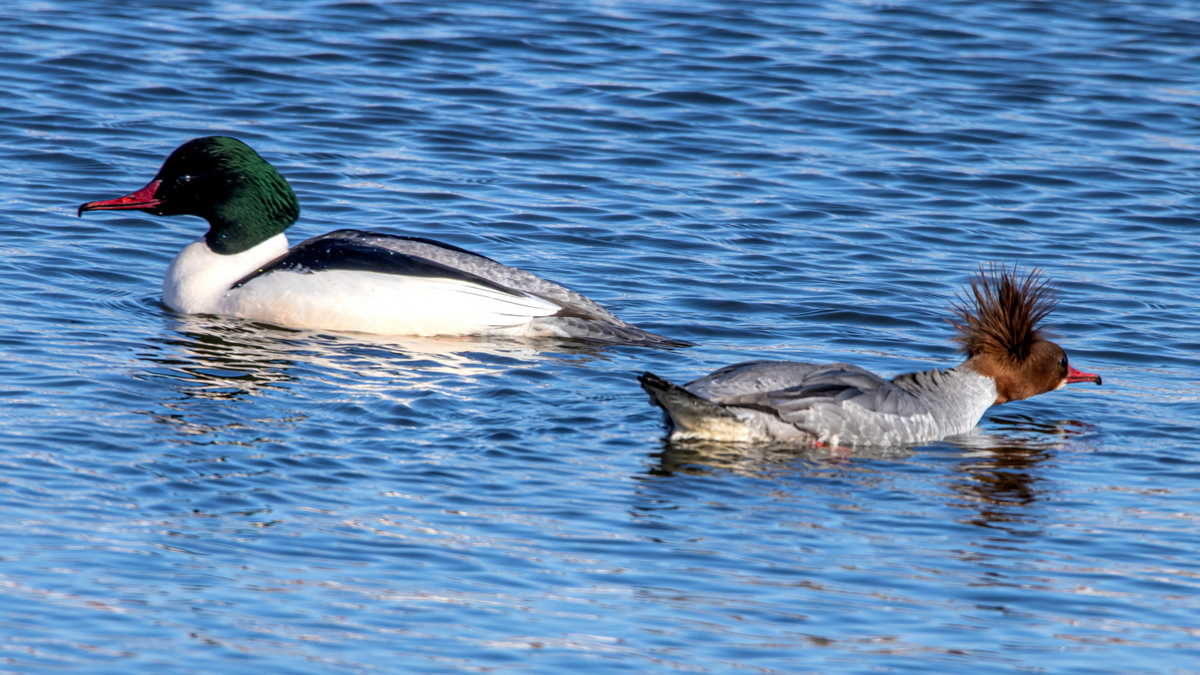 Большие кпохали.