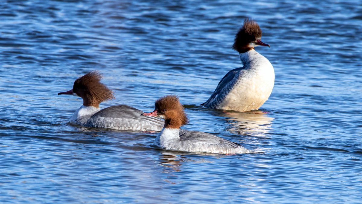 Большие крохали.