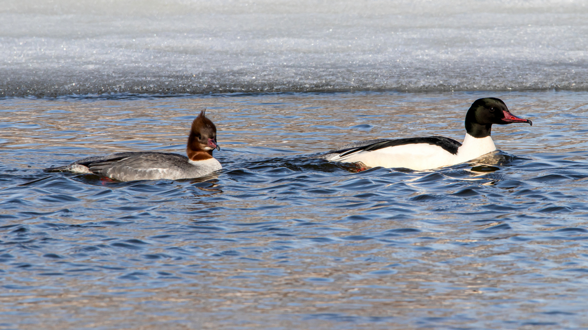 Большие крохали.