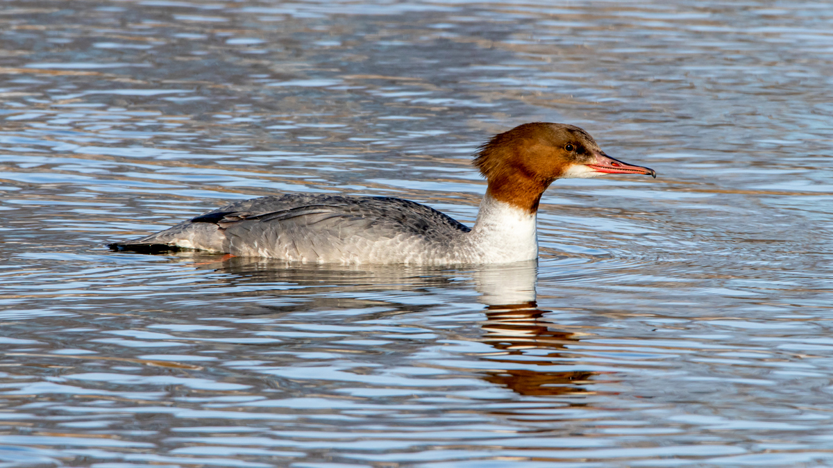 Самка большого крохаля.