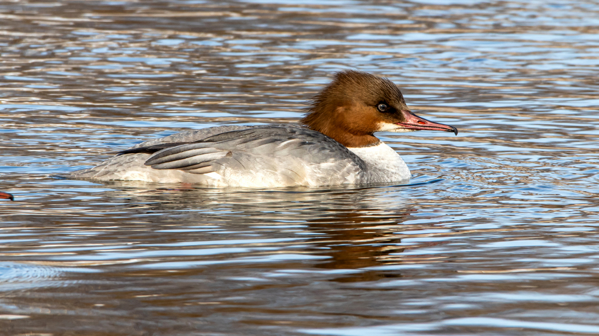 Самка большого крохаля.