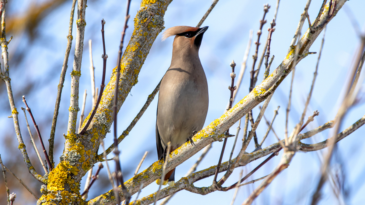 Свиристель.