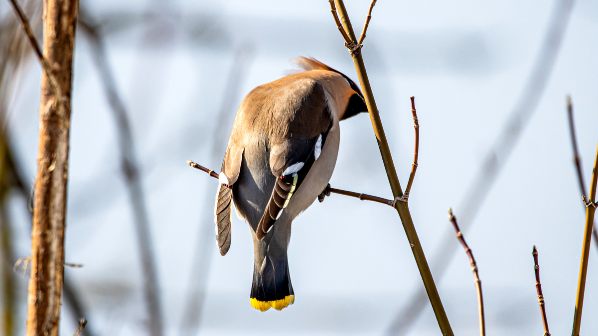 Свиристель.