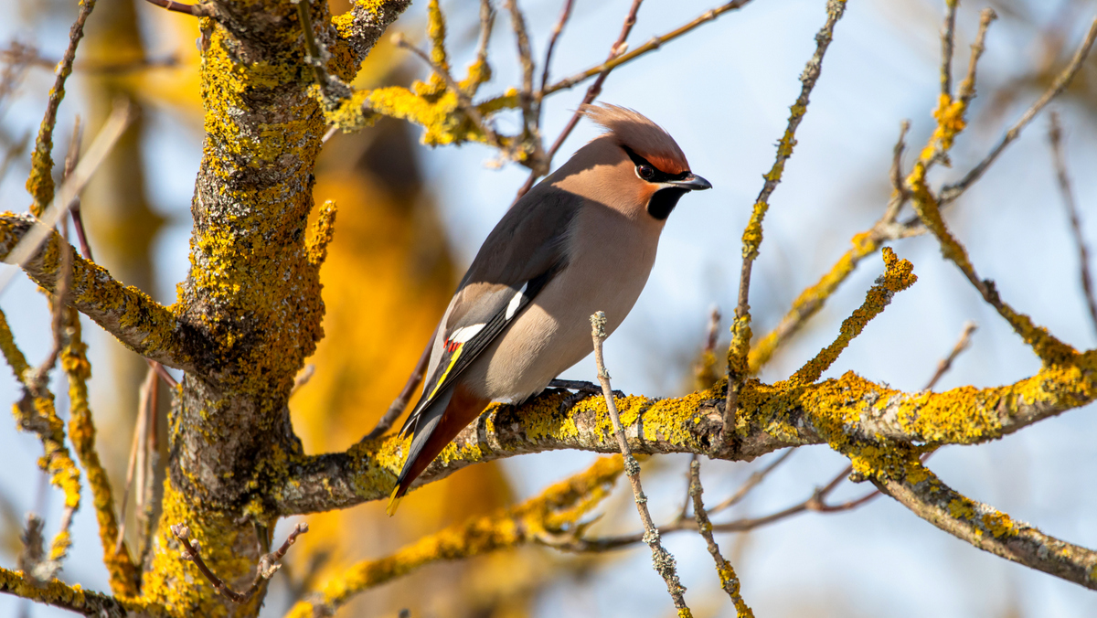 Свиристель.