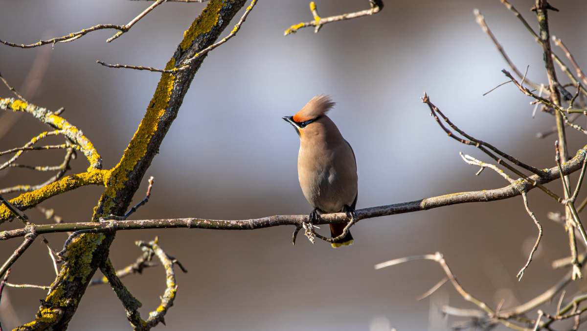 Свиристель.