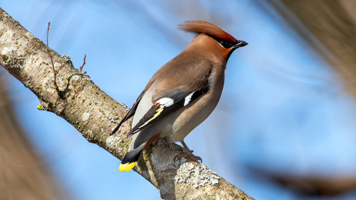 Свиристель.