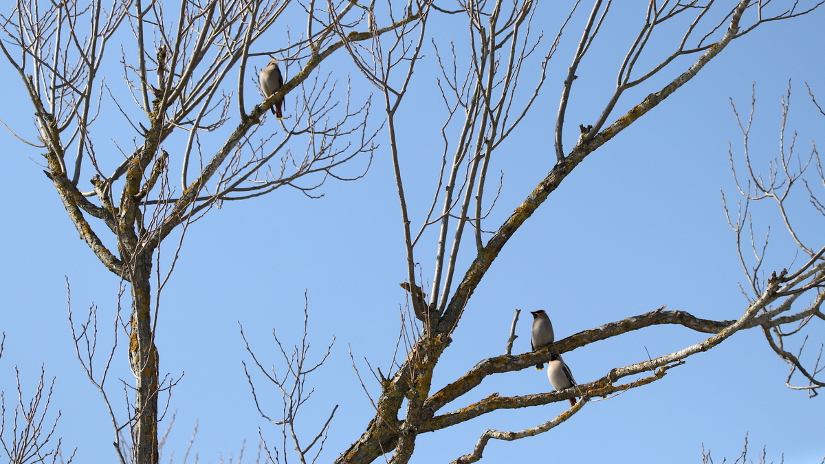 Свиристели.