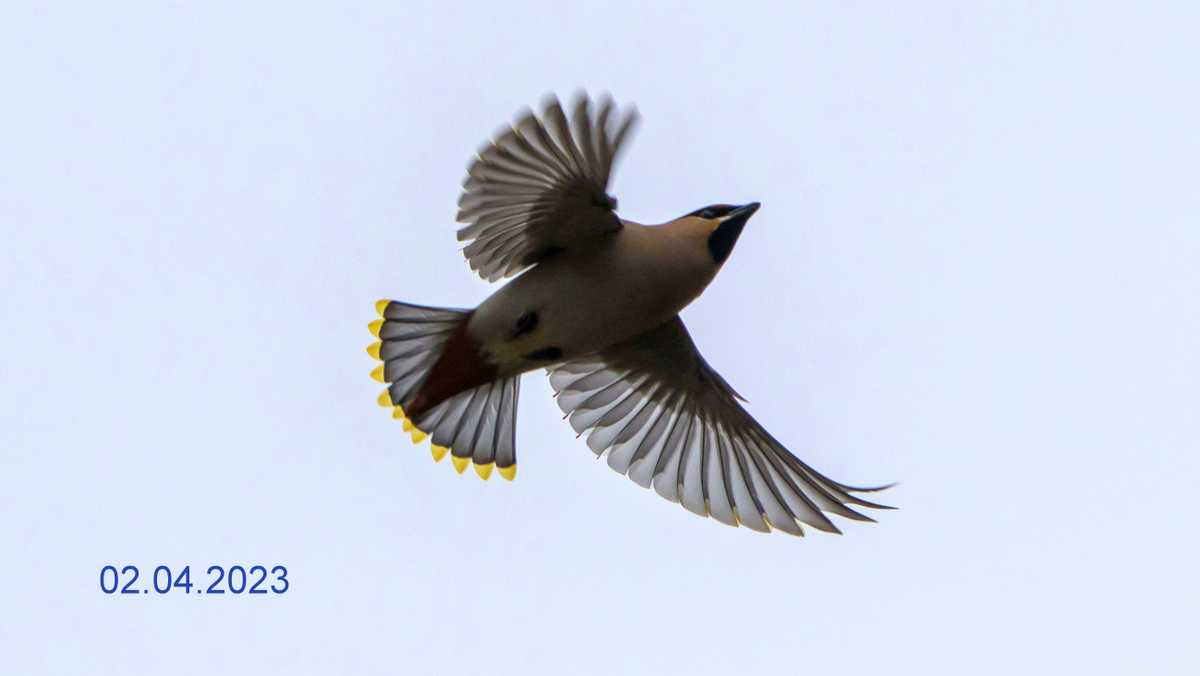 Свиристель.