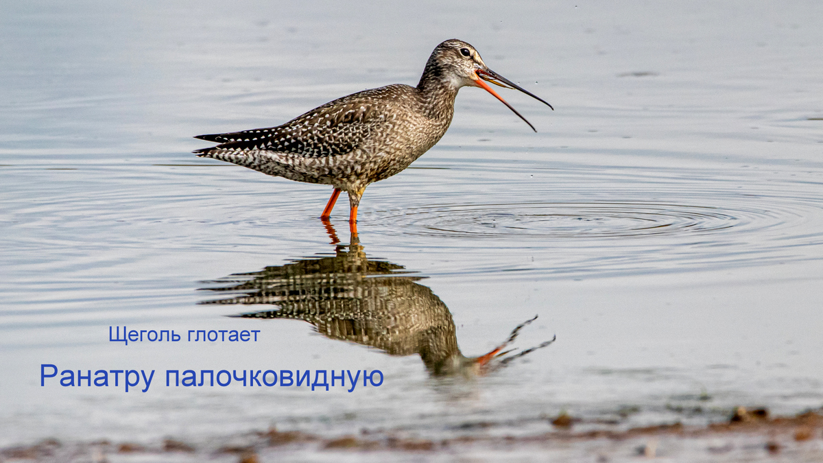 Щеголь.
