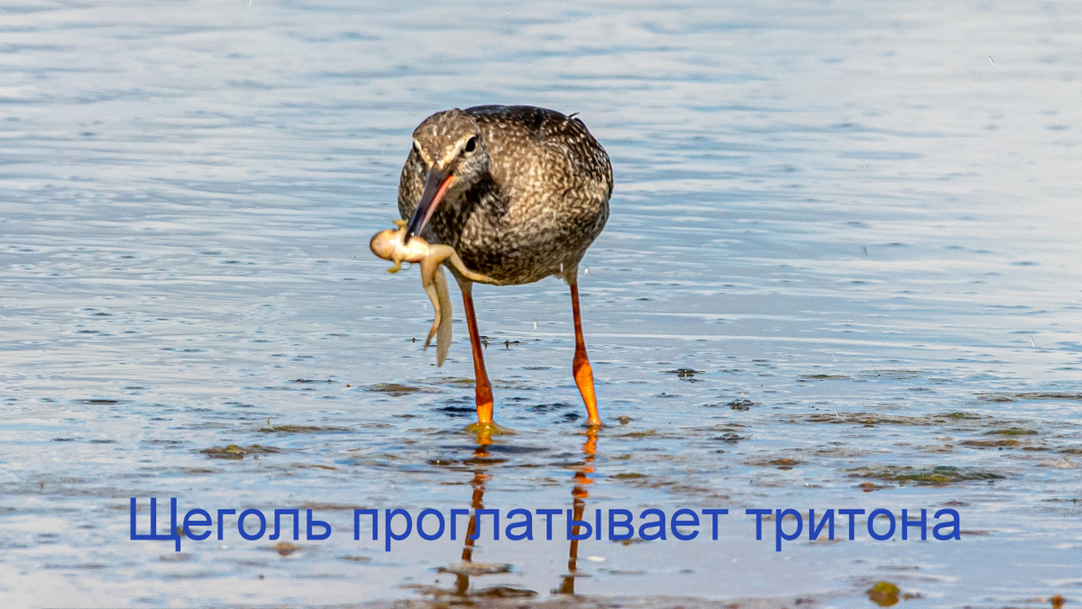 Щеголь.