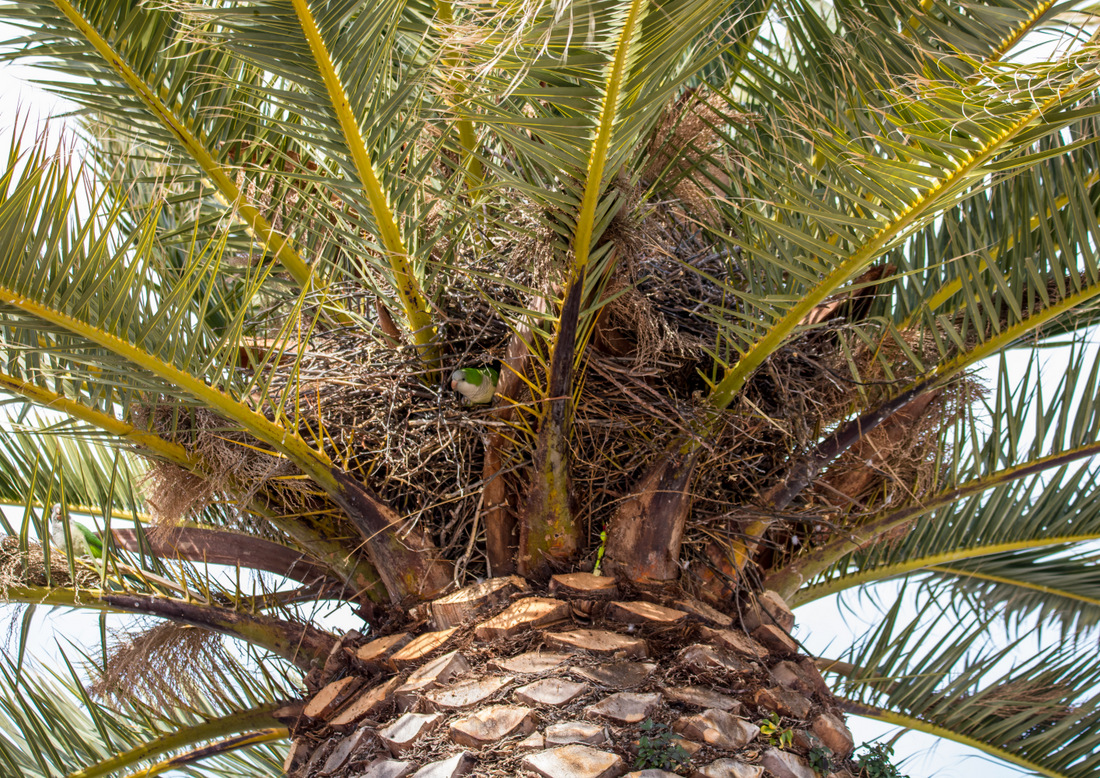 Многоквартирное гнездо попугаев-монахов.